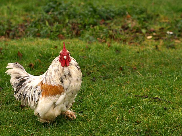 a red and white rooster walking through a grassy field