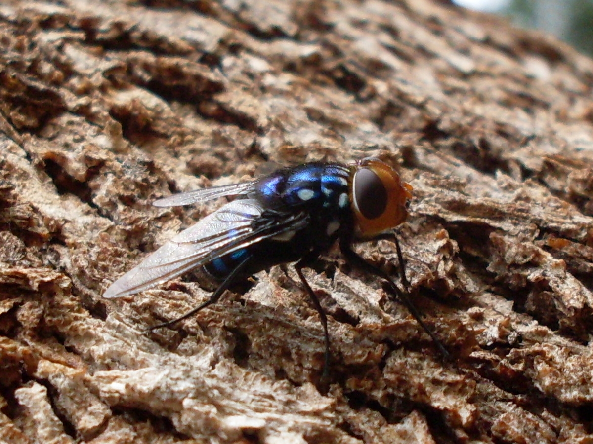 a close - up view of a blue fly on the bark of a tree