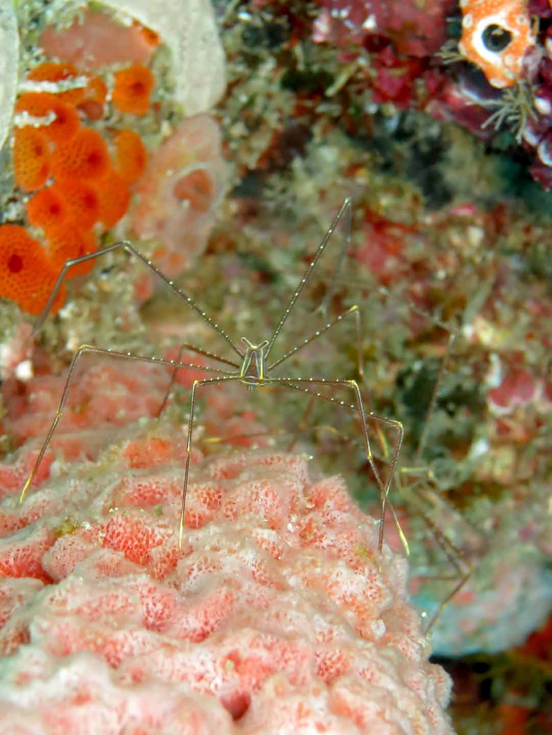 a very large pretty looking animal on the ocean