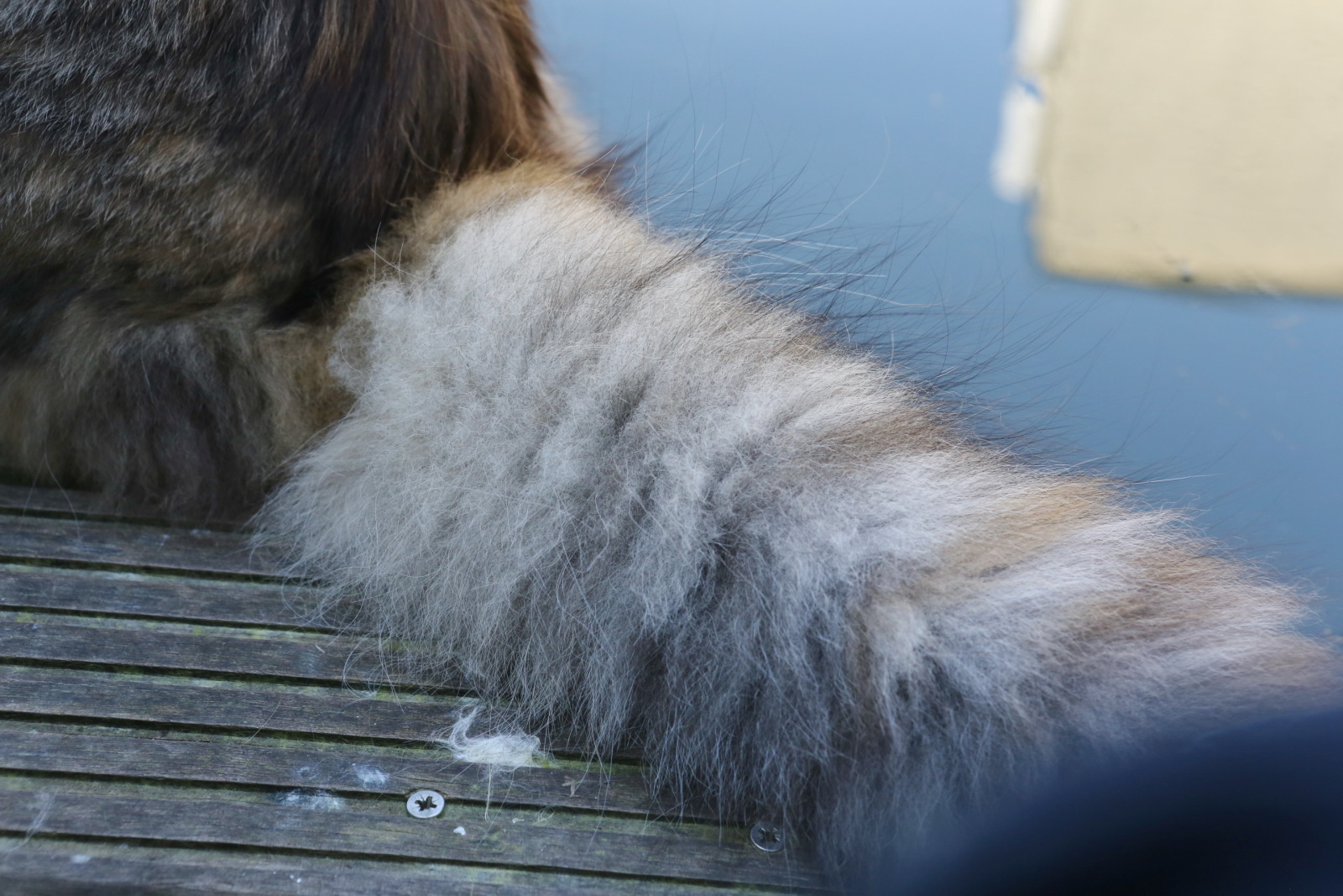 a small cat's claw shows off its fur