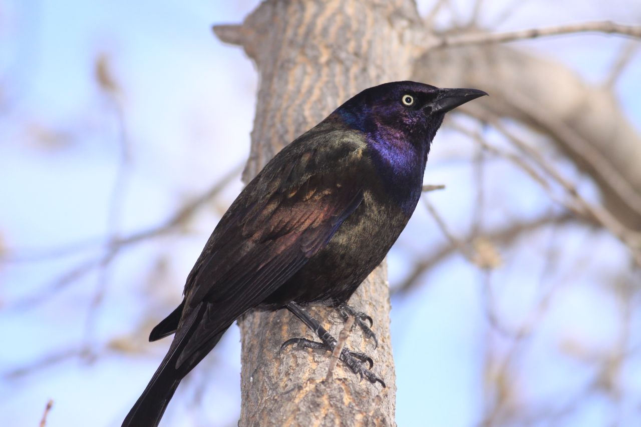 a black and purple bird sitting on the nch of a tree