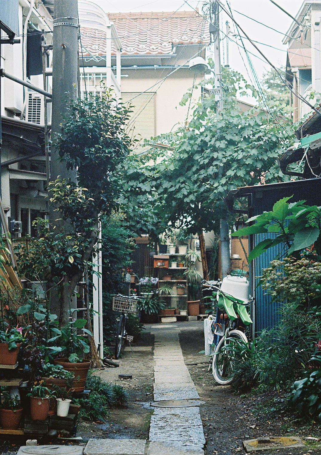 an alley way between two buildings with plants growing on it