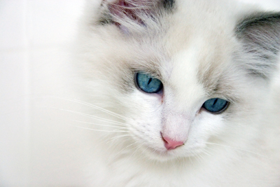 white cat with blue eyes sitting on a floor