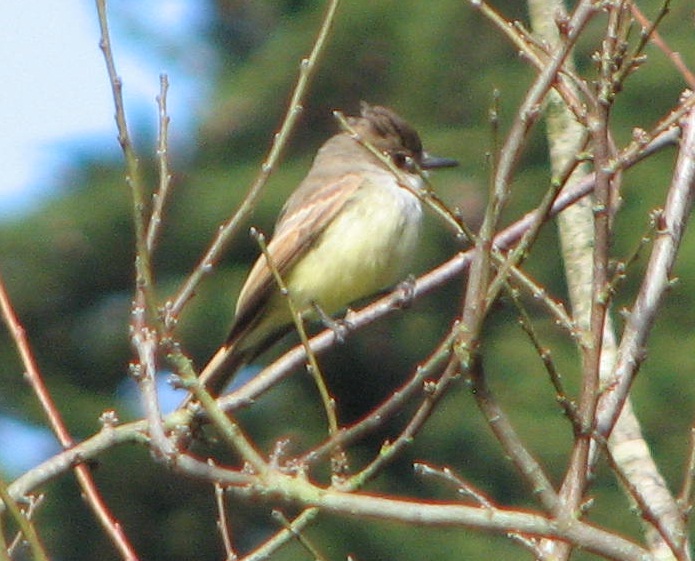 small brown bird perched on a thin nch