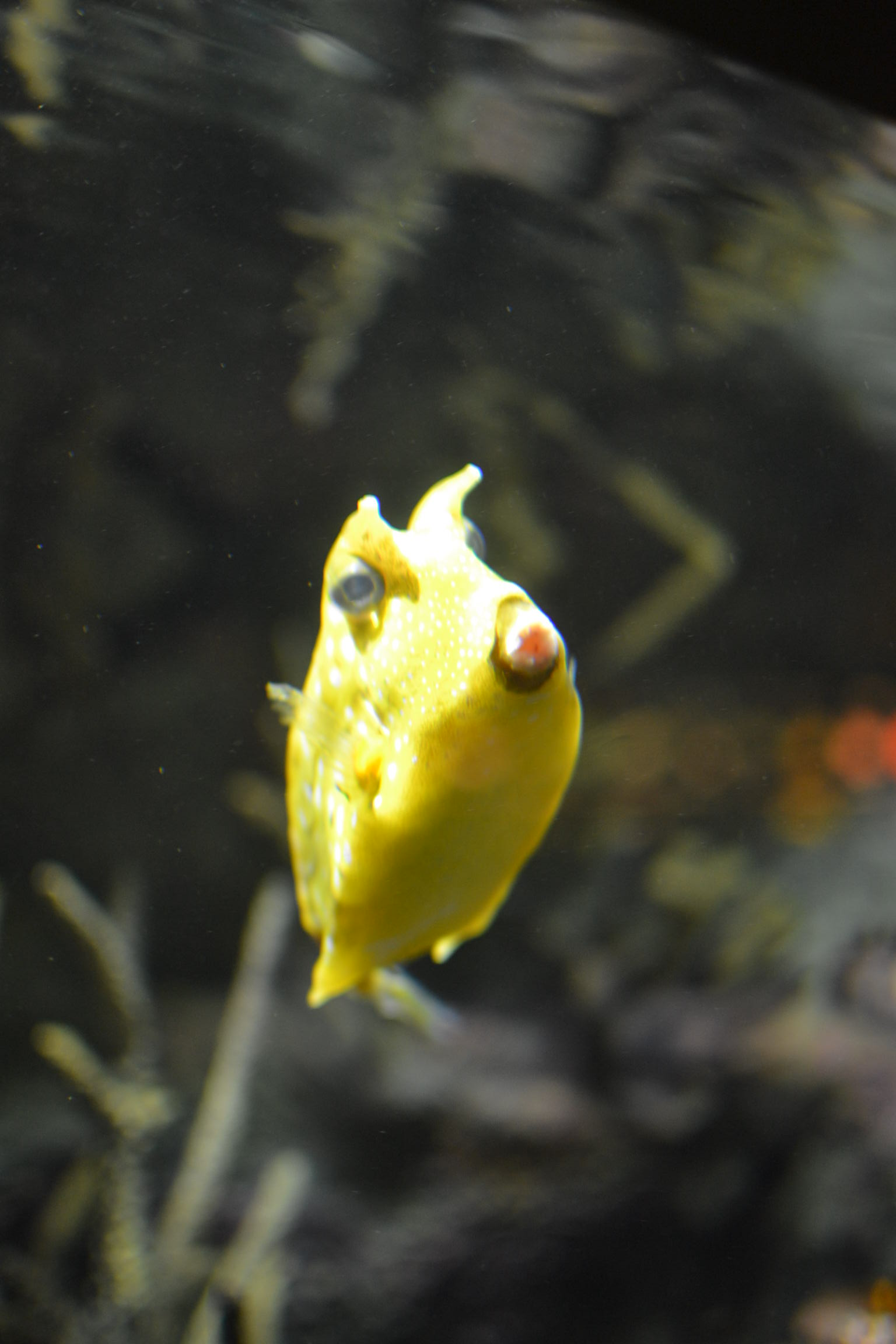 a fish with googly eyes in an aquarium