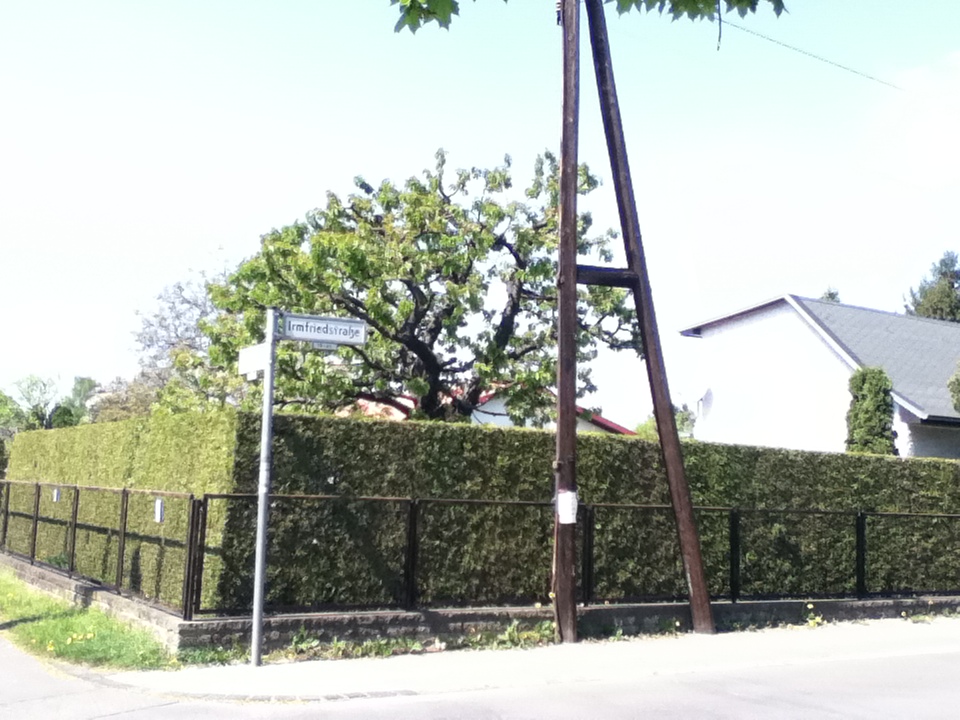 large hedge near a street light with some signs on it