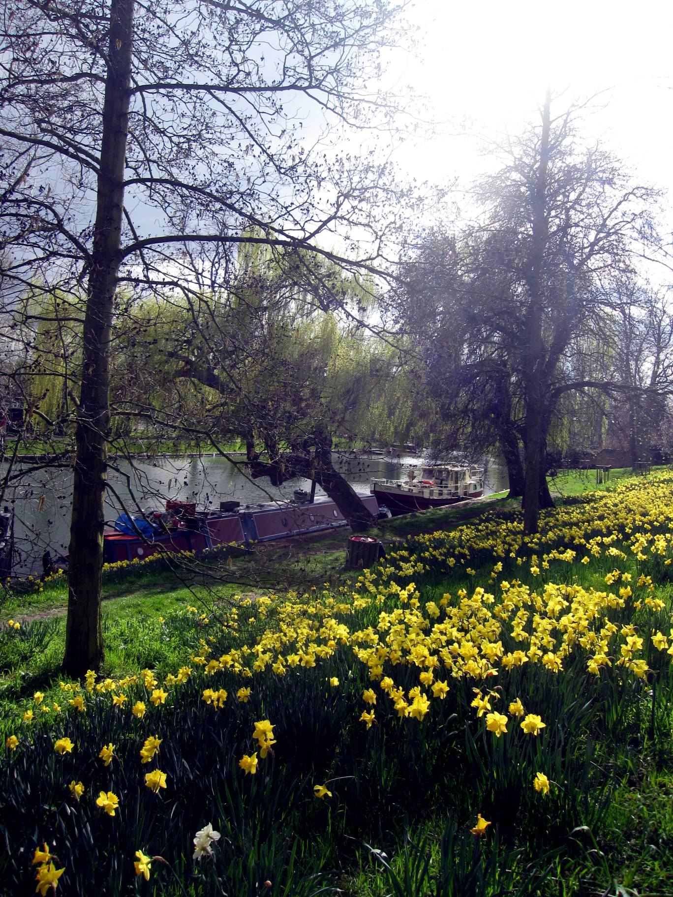 there is an image of a garden with yellow flowers