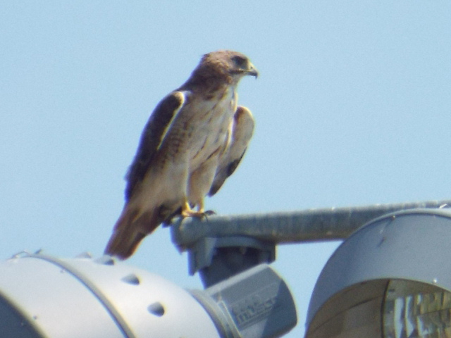 a brown bird is standing on top of the light pole