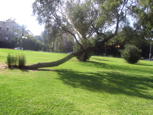 large tree fallen over and leaning on a grassy field