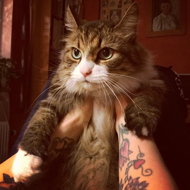 a cat with tattoos sitting on his arm