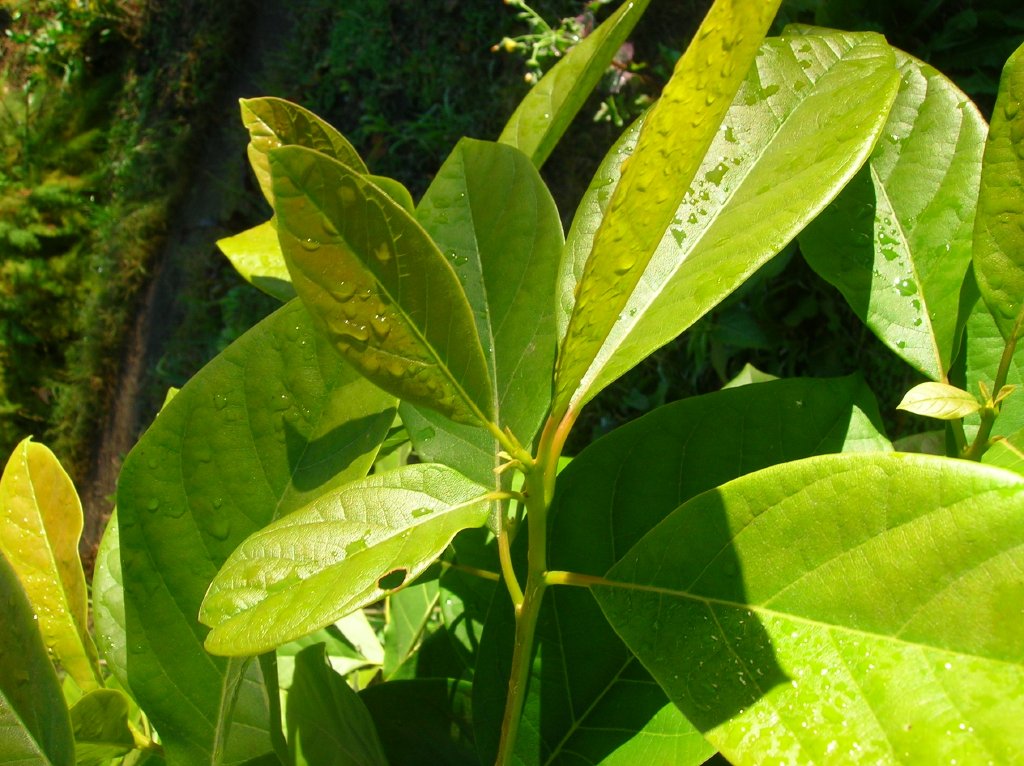 a closeup image of the green leaves