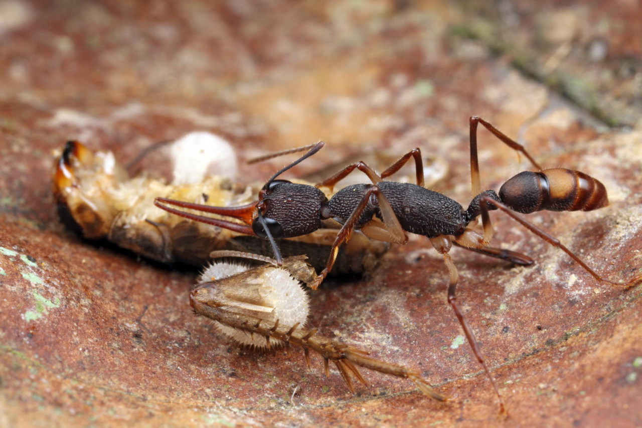 three brown ants crawling on top of a rock