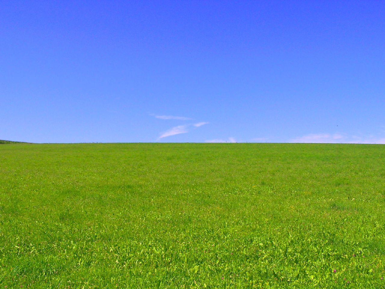 a cow grazes in the field with blue skies above