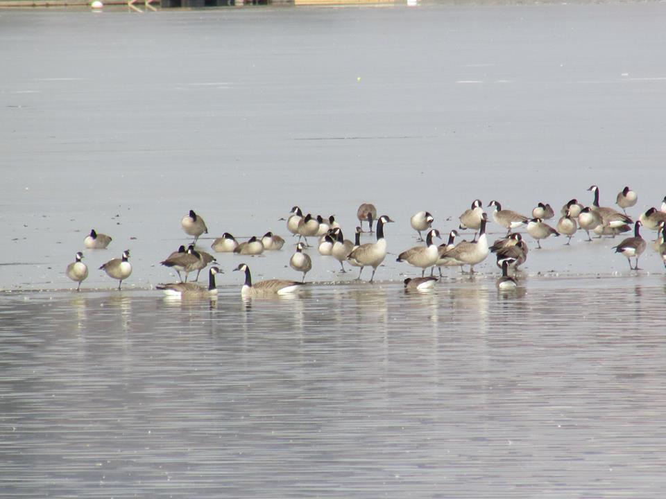 birds sitting around in the water on the beach