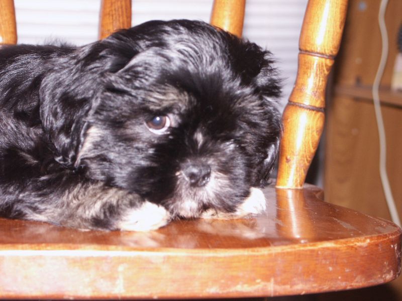 a small black and white puppy sitting on top of a wooden chair