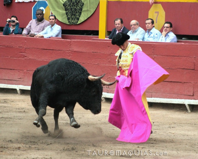 the bull is in a circus show with a person dressed like a spanish gentleman