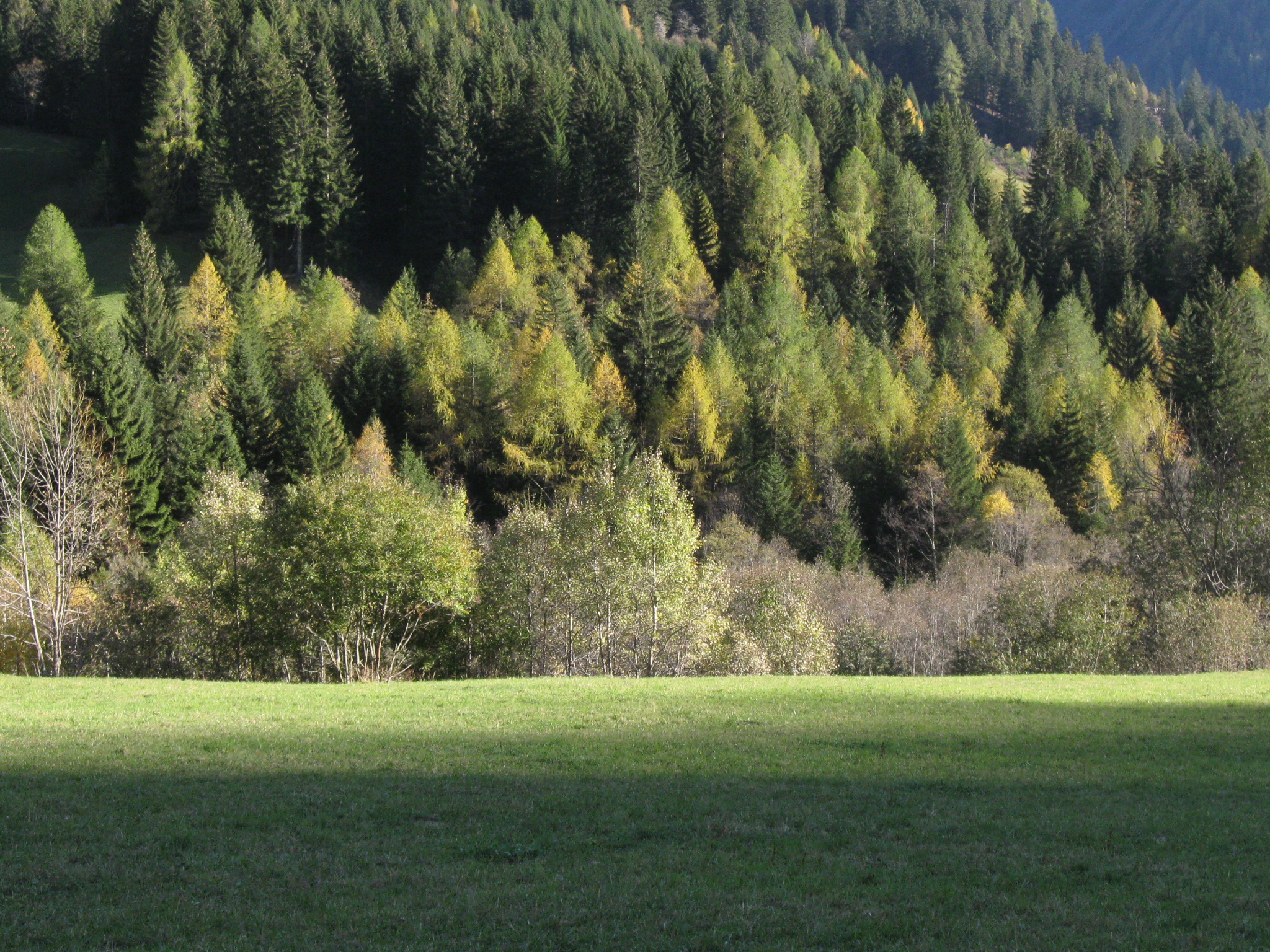 an unripe field with a forest in the background