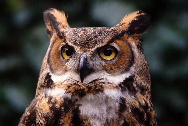 an owl standing in front of trees with yellow eyes