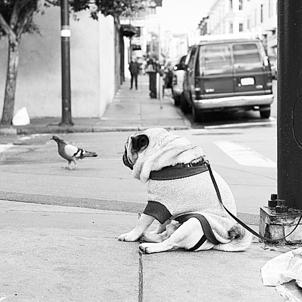 a pug wearing a winter coat is waiting for the pigeons to return