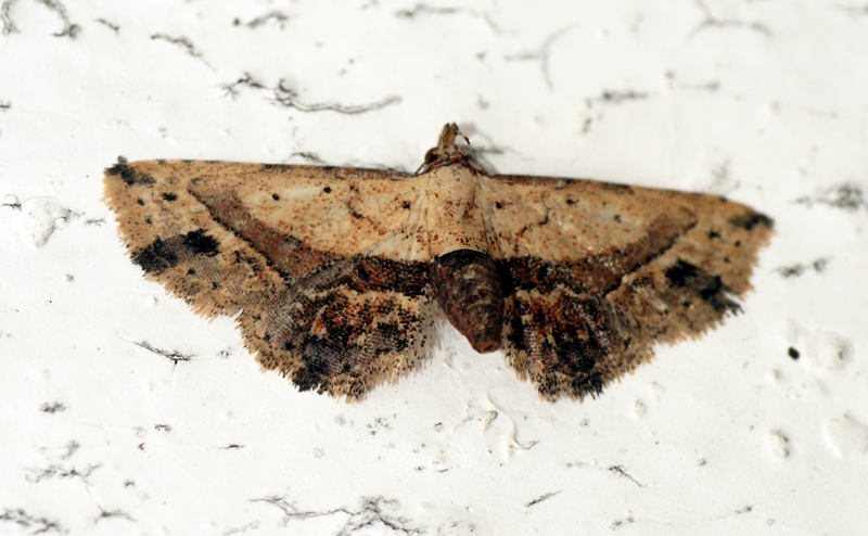 a brown moth on a white background