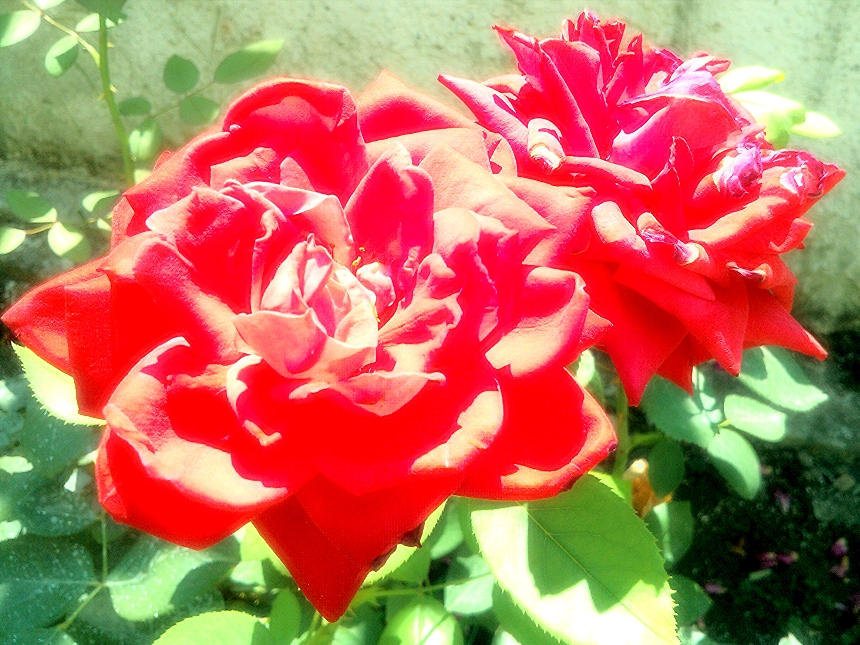 two red roses blooming with green leaves around them