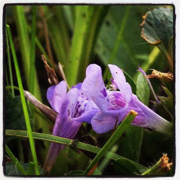 a purple flower in a grassy field