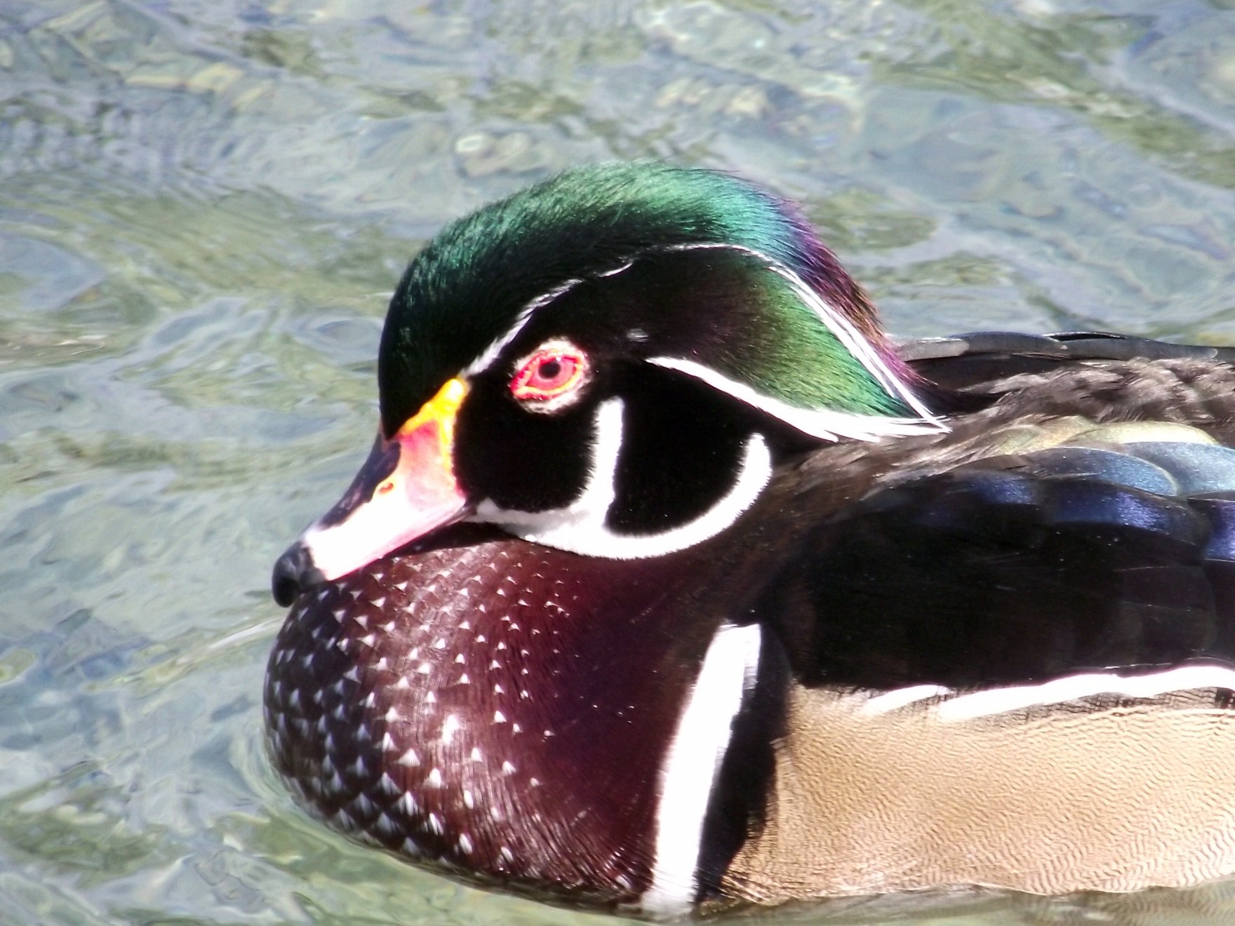 a duck that is in some water near the shore