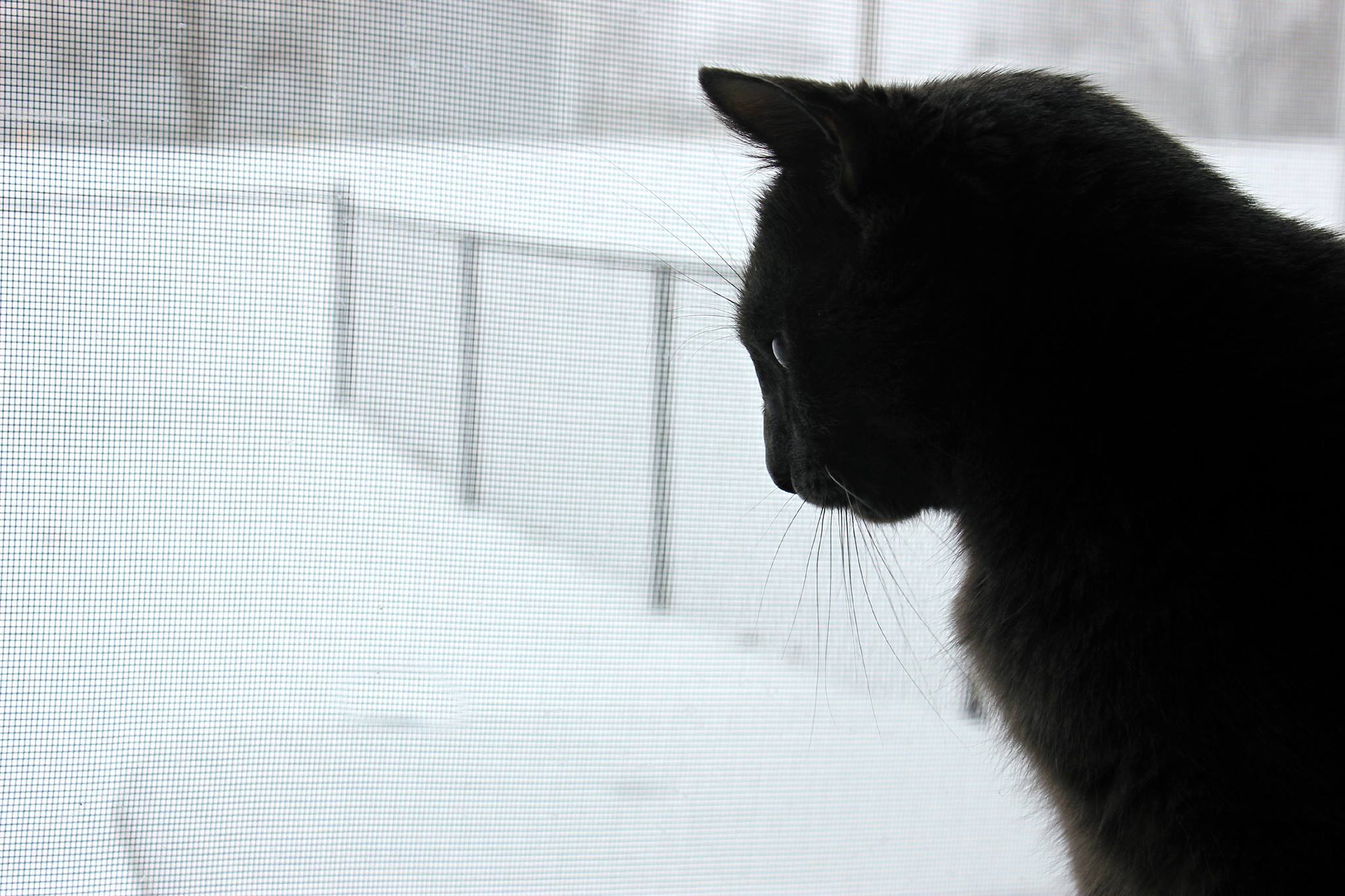 a black cat staring out the window with snow in the background