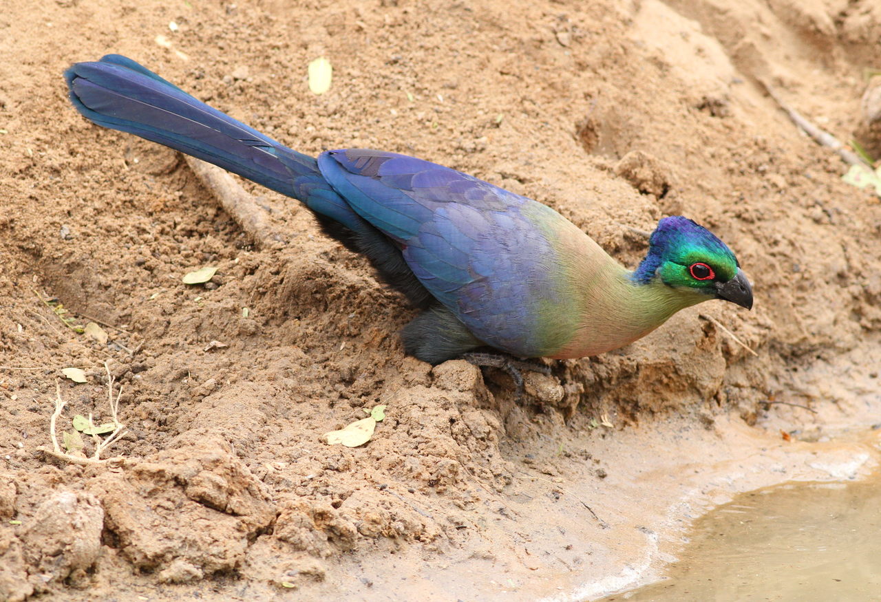 a bird that is sitting in the sand