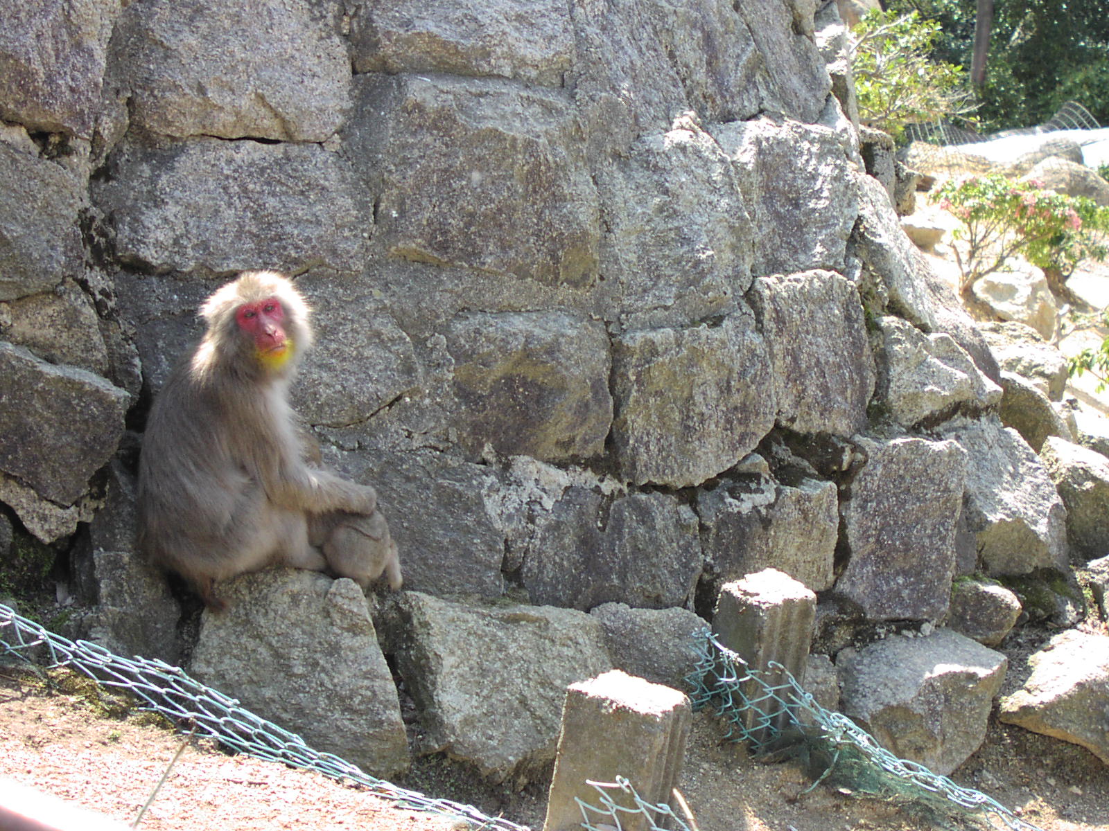 a monkey on rocks sticking his tongue out