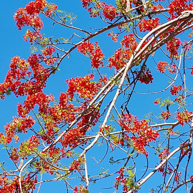 orange flowers hang from the nches of a red tree