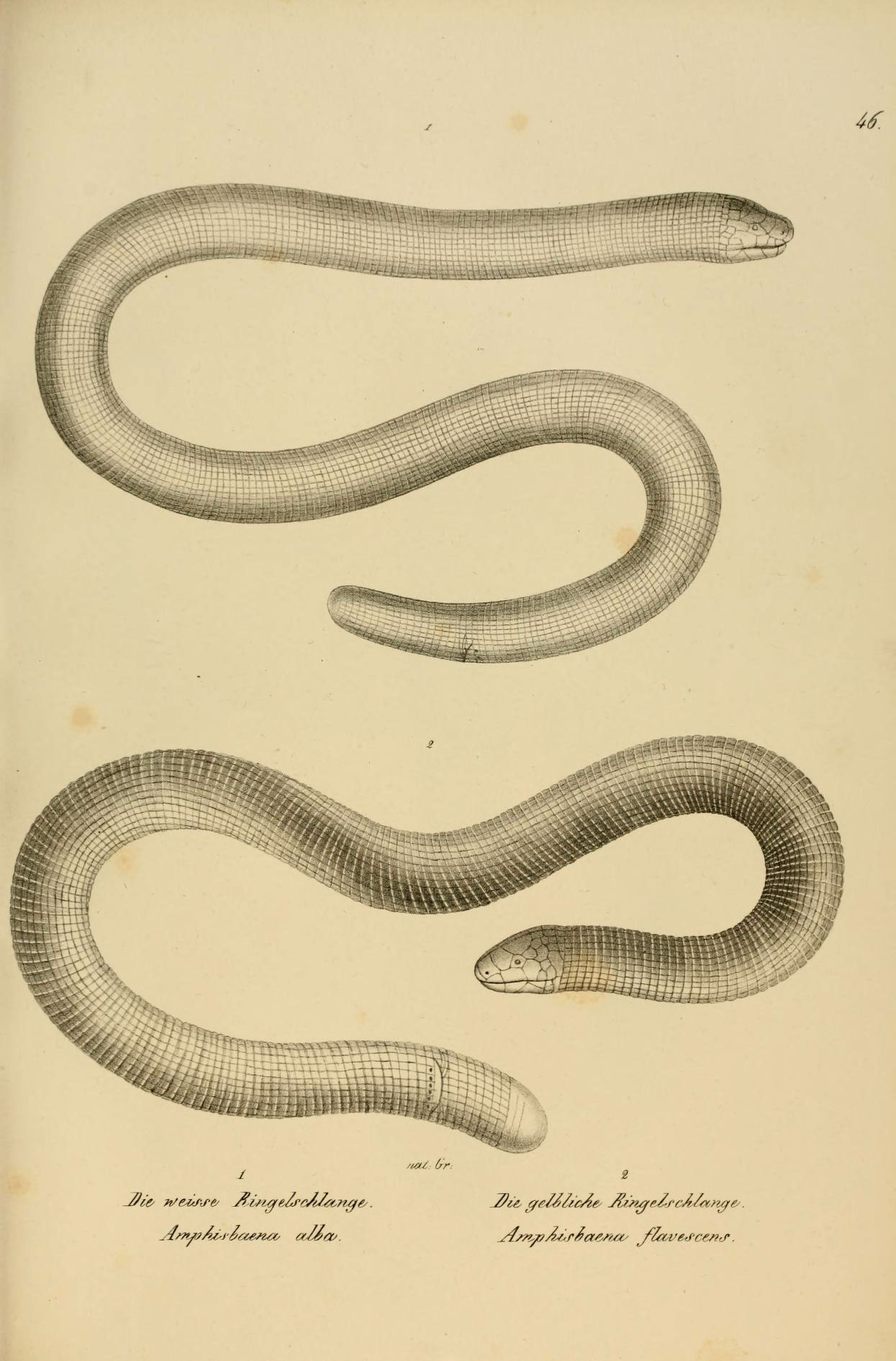 a drawing of two snakes that are sitting next to each other