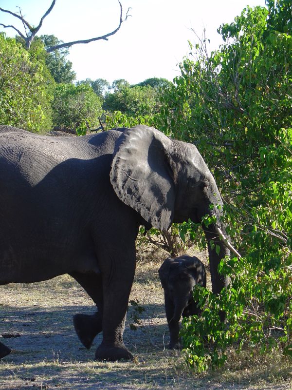 a mother elephant and her baby walking