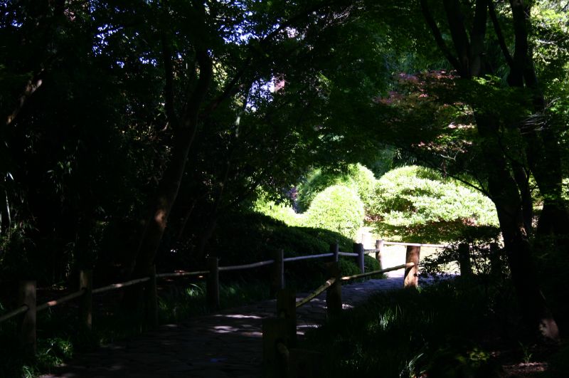 an area with lots of trees and a path