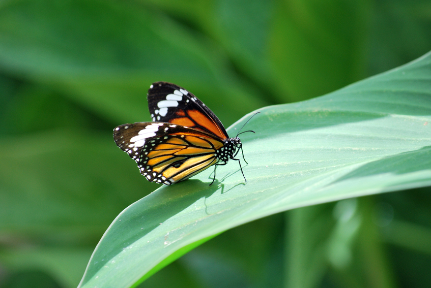 an orange and black erfly perched on a green leaf