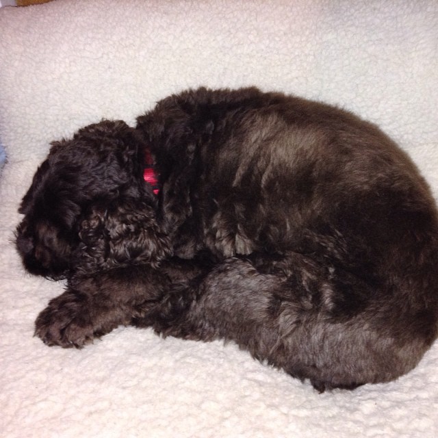 black dog curled up on white fluffy blanket