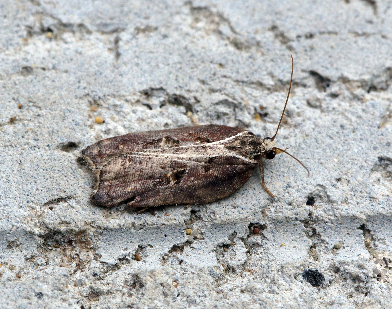 a bug with a long tail is standing on cement