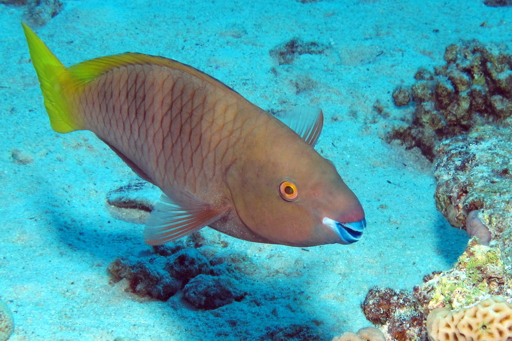 a fish swimming among hard corals on the ocean