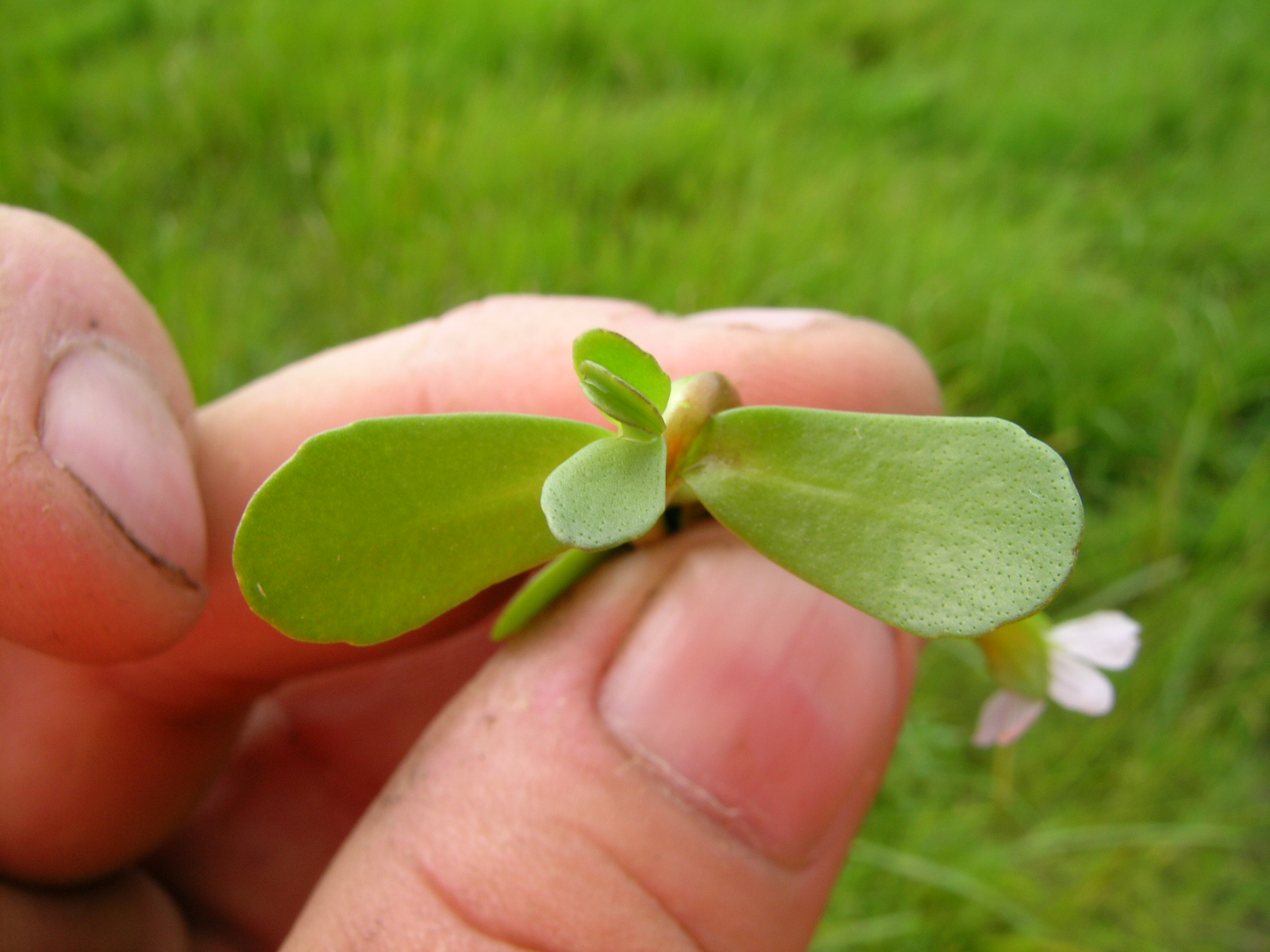 a small green plant in someones hand on a grass field