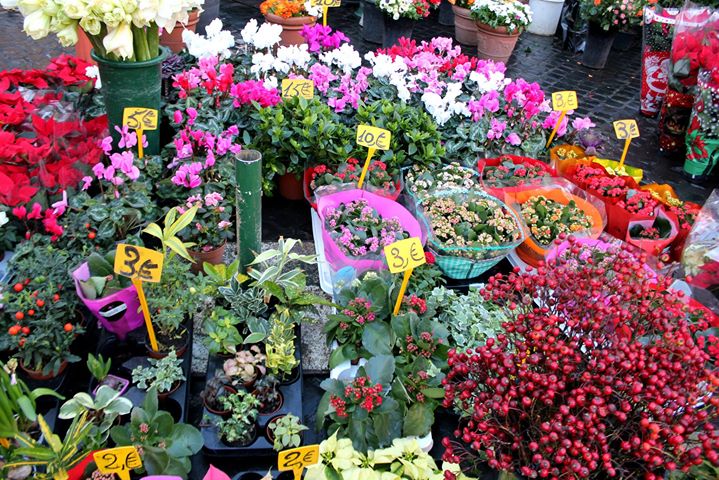 a number of potted plants and flowers with prices