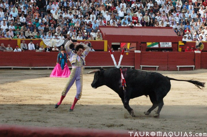 a mata performing in a bullfight with other bulls