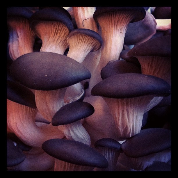 a close up of many black mushrooms and one has brown hair