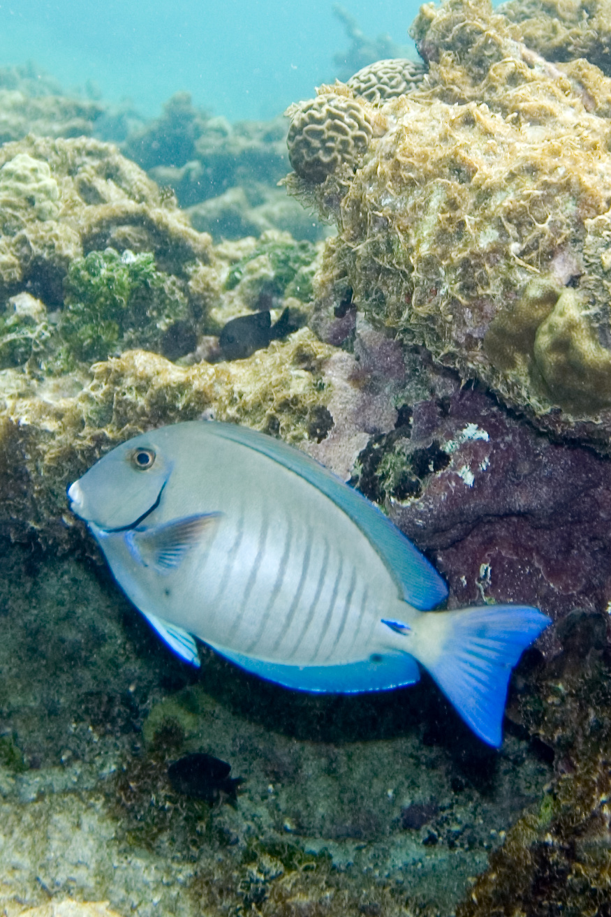 a fish swims through an underwater rocky reef