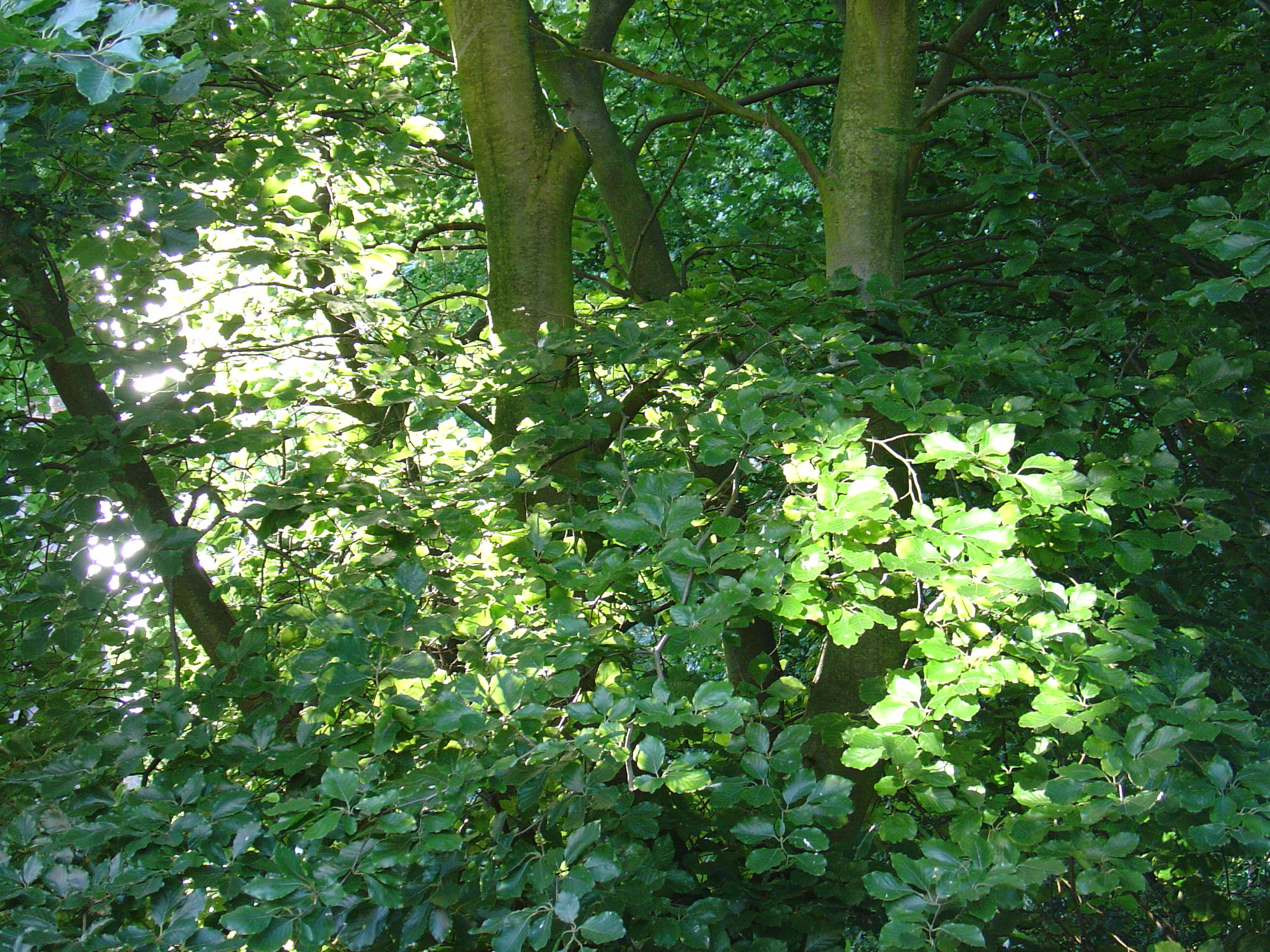 a large patch of green foliage in front of trees