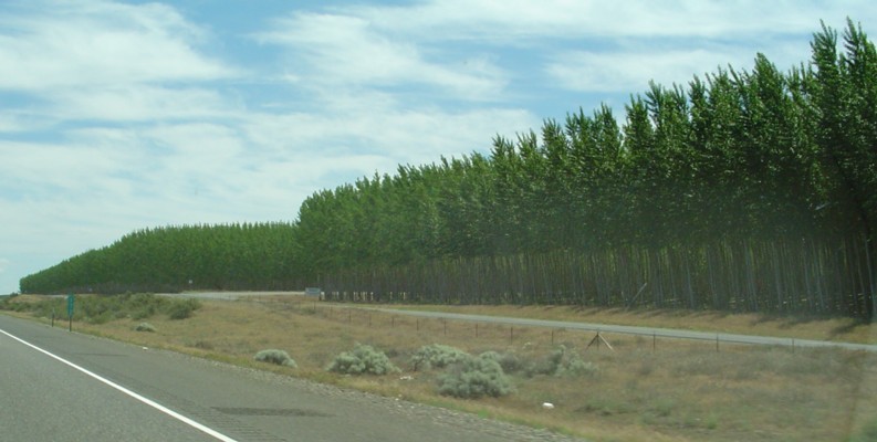 an empty highway next to a row of trees