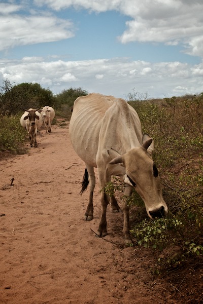 some cows walking down a dirt road in the country