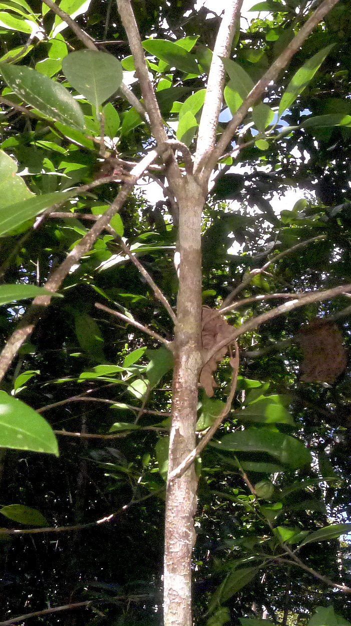 monkey sitting on a tree top nch in the forest