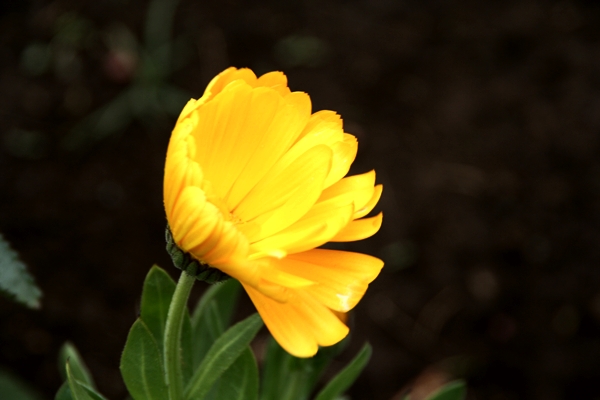 a yellow flower is blooming on top of a green stem