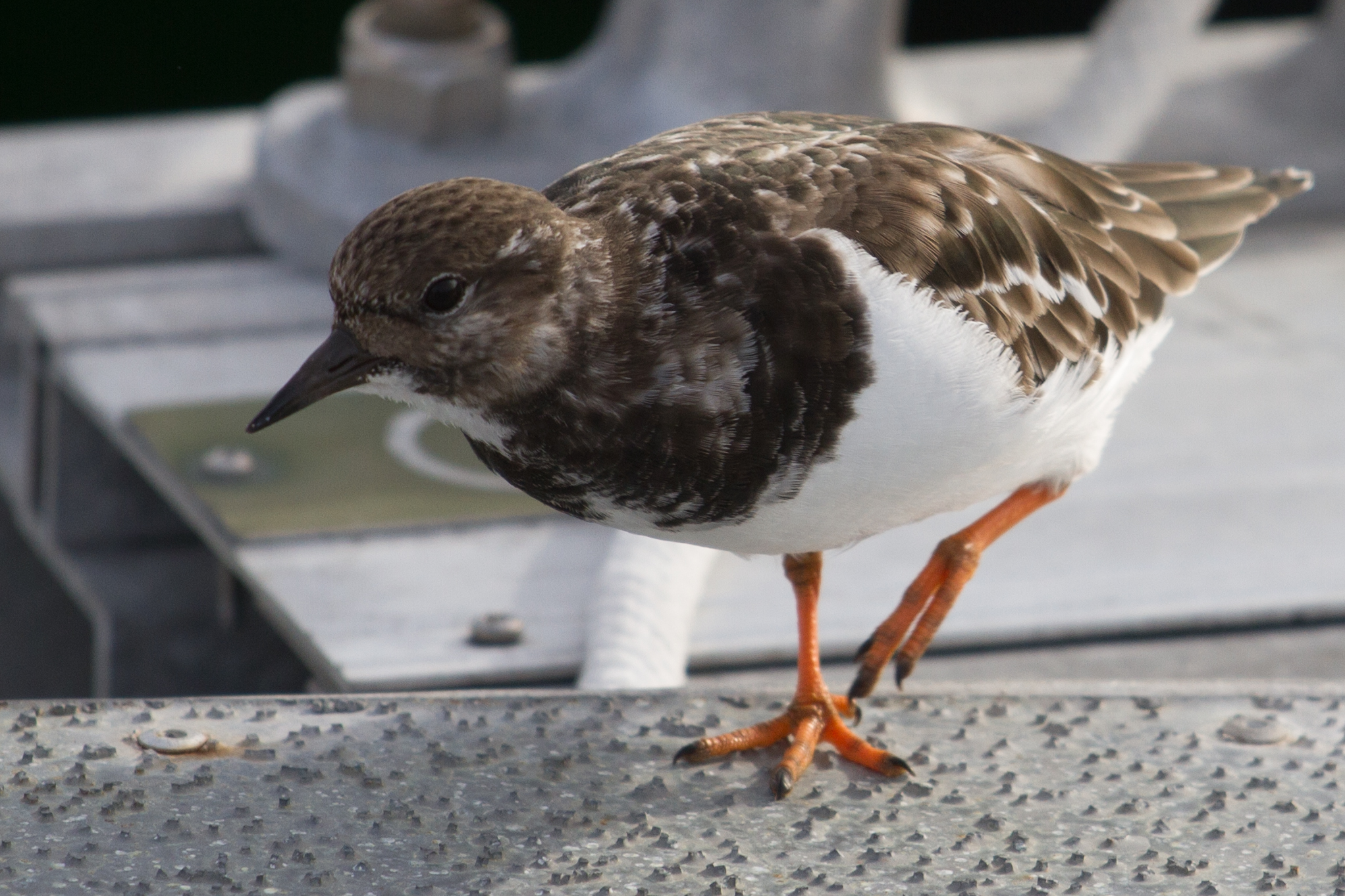 a little brown and white bird standing on a wall