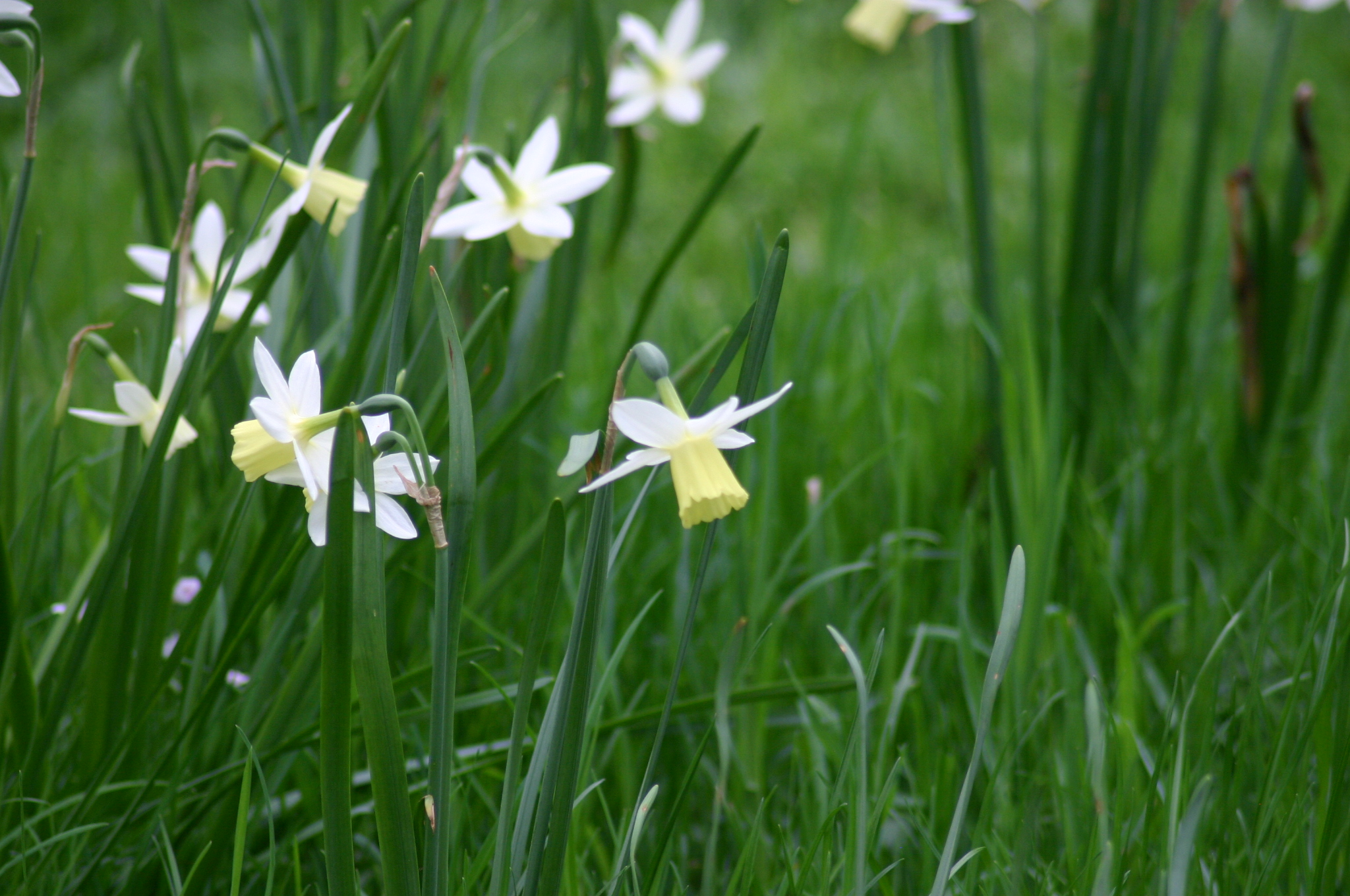 white and yellow flowers on grass in the sunlight